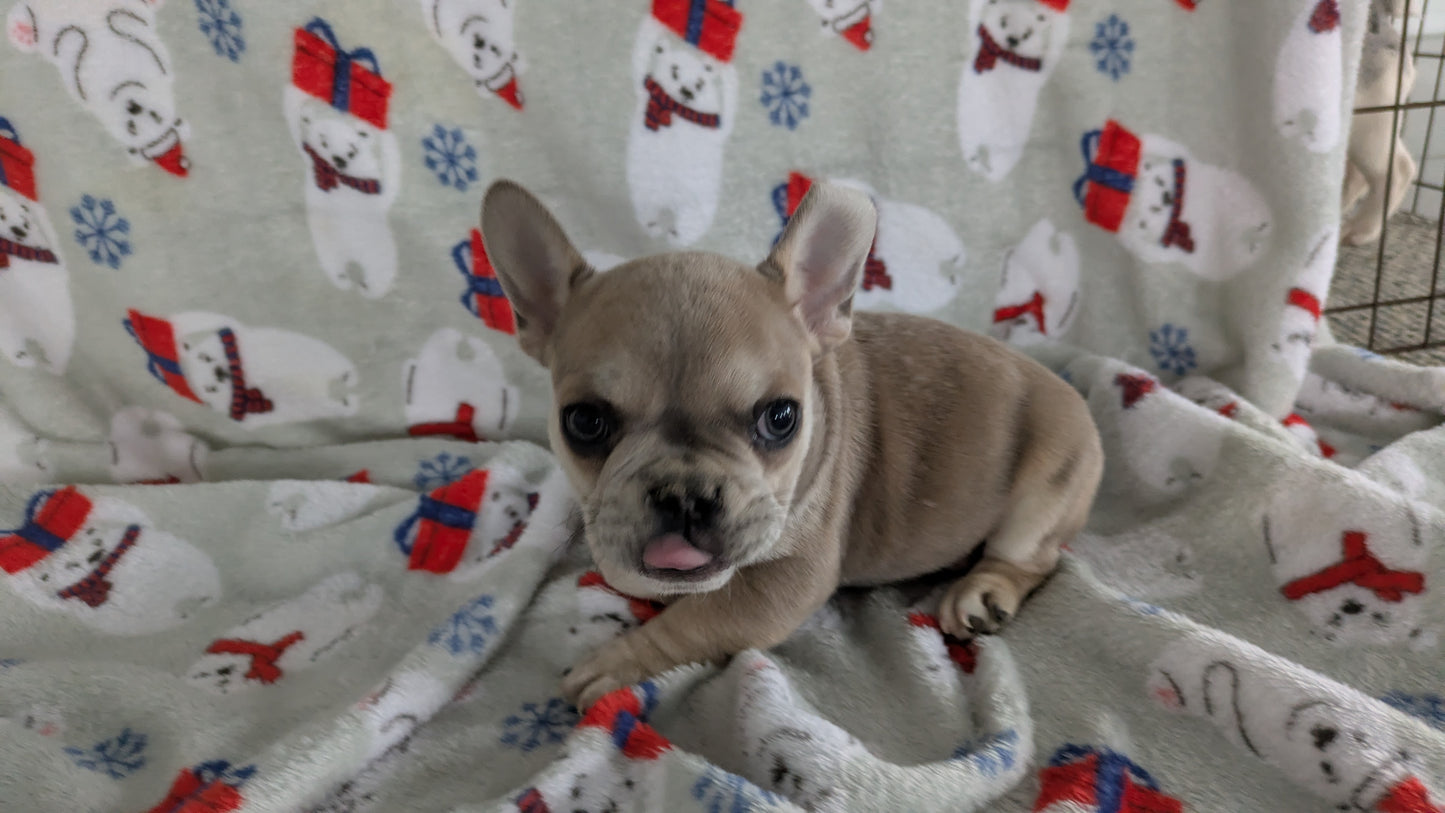 FRENCH BULLDOG (11/01) MALE