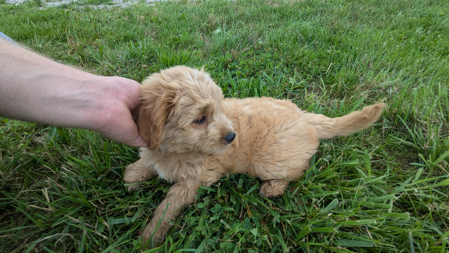 GOLDENDOODLE (05/03) FEMALE