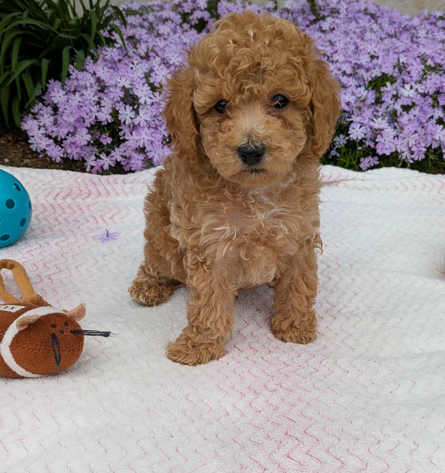 MALTIPOO (03/15) MALE
