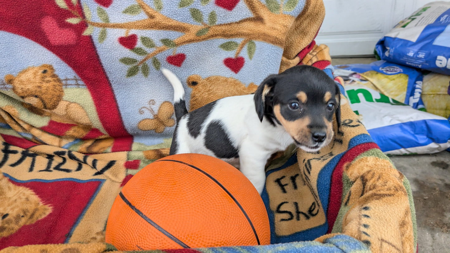 DACHSHUND (10/01) MALE
