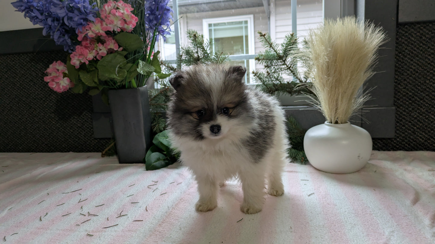 POMERANIAN (11/01) FEMALE