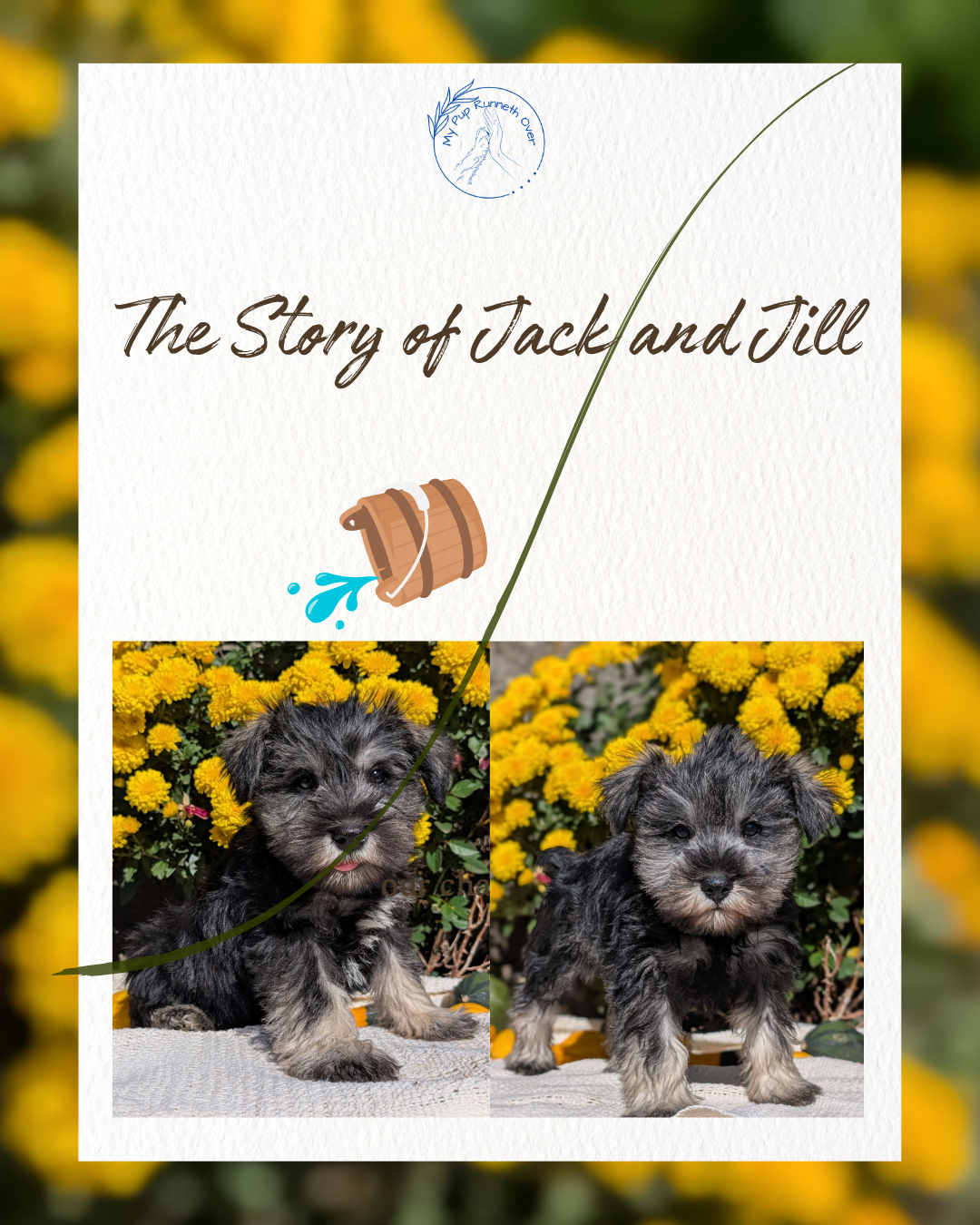 MINI SCHNAUZER (08/21) FEMALE