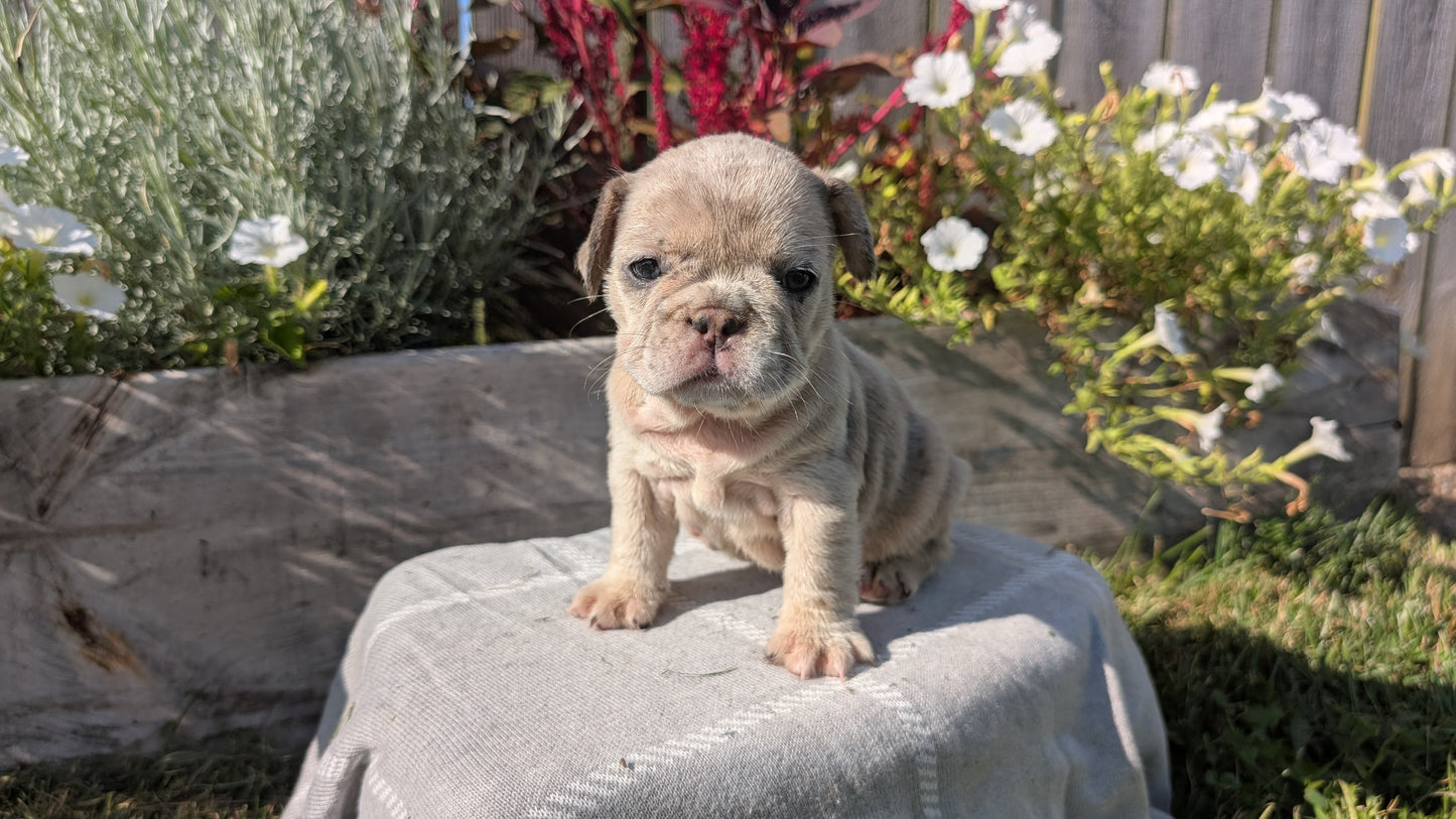 FRENCH BULLDOG (07/03) FEMALE