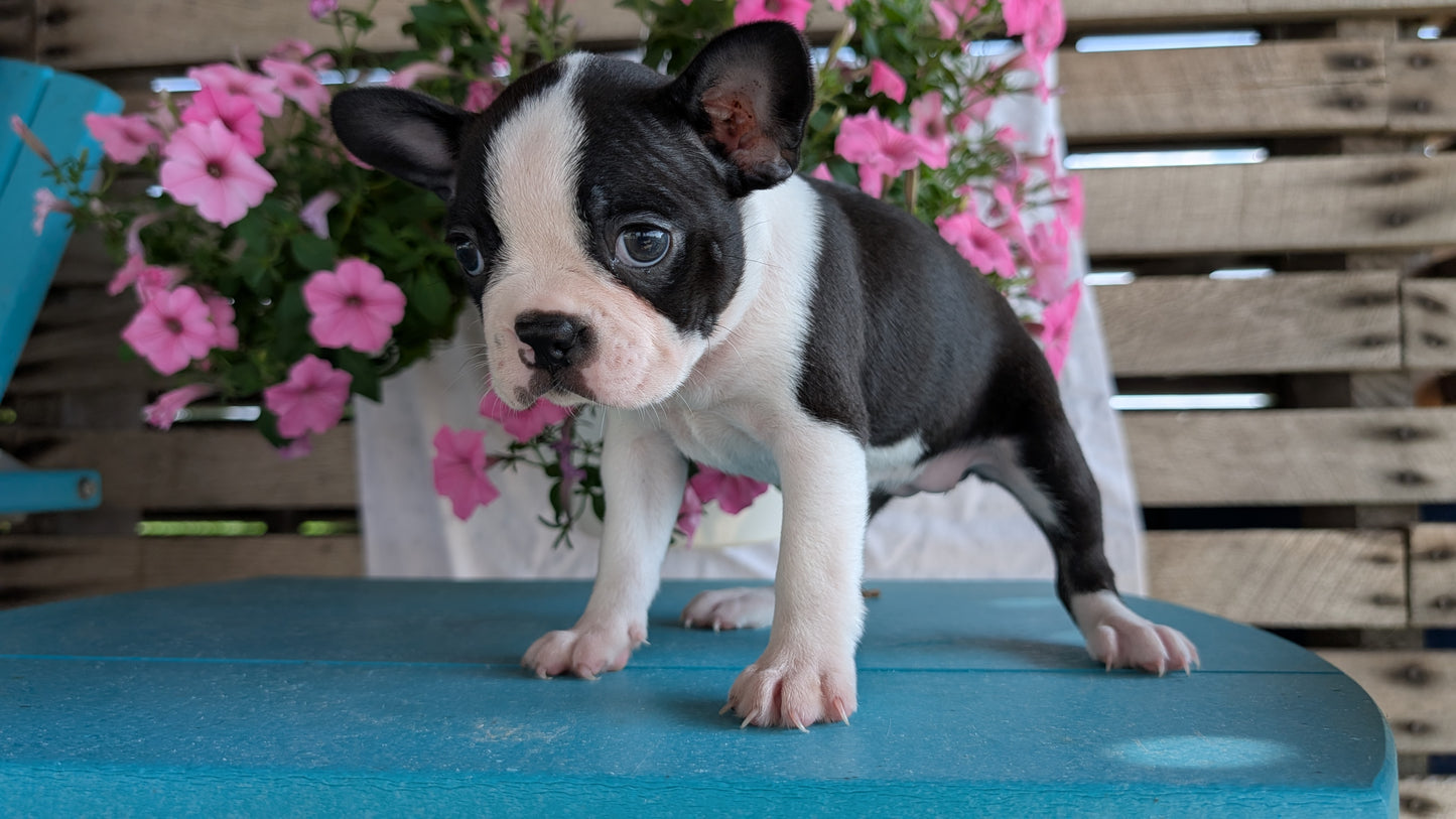 BOSTON TERRIER (06/29) FEMALE