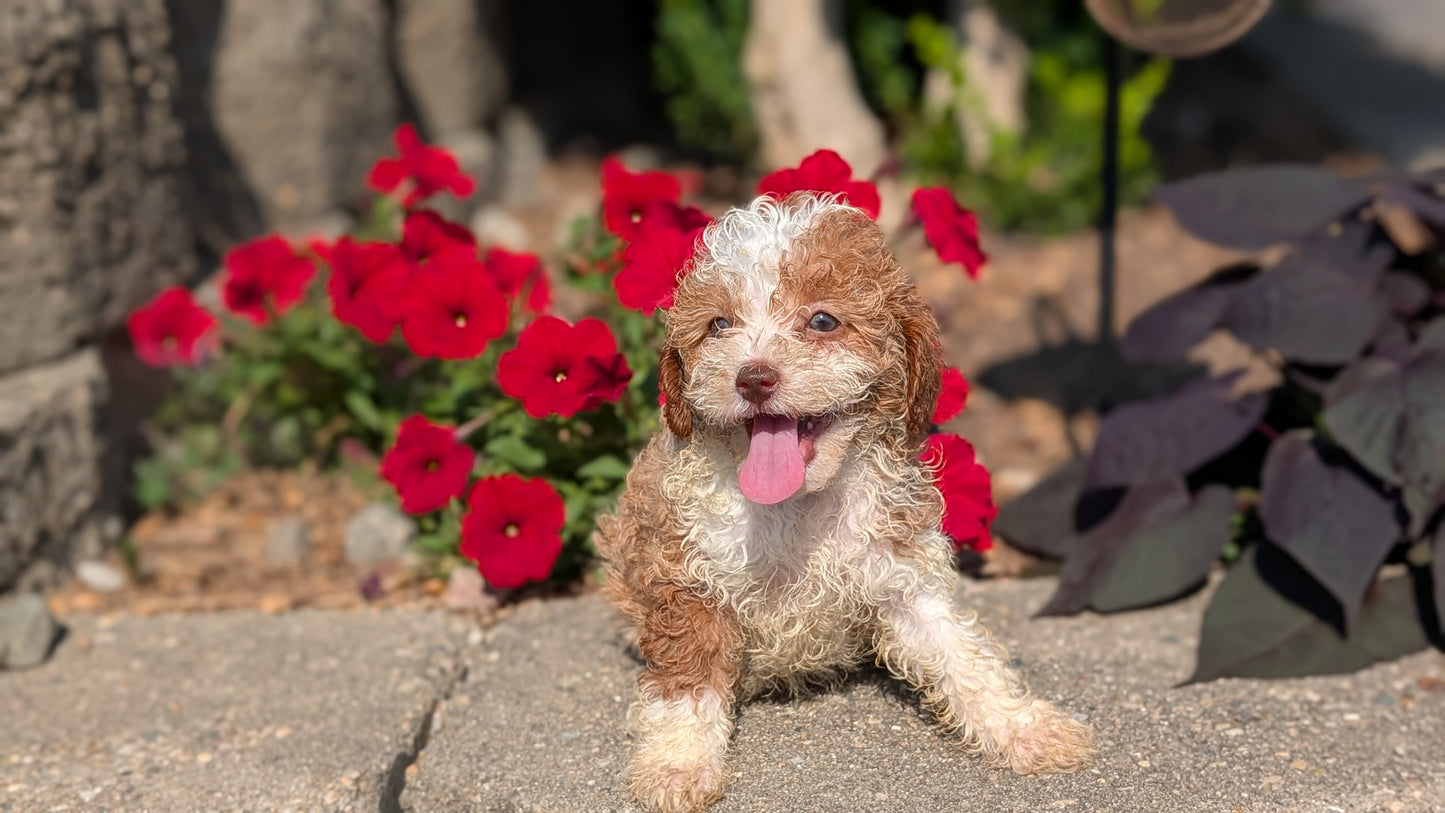 CAVAPOO (05/29) FEMALE