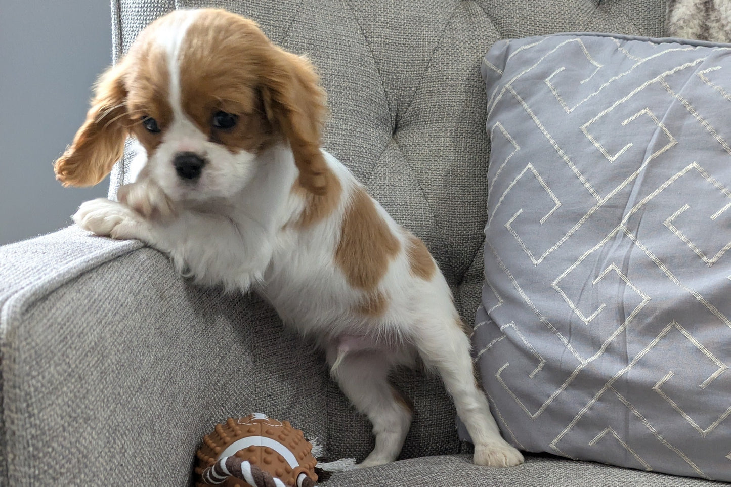 CAVALIER (12/26) MALE