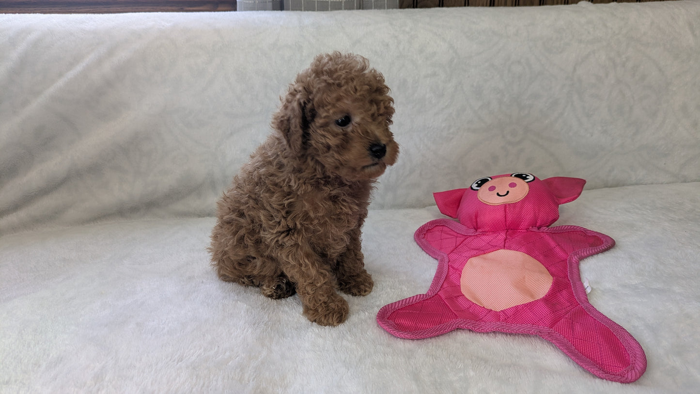 MINI POODLE (01/10) MALE