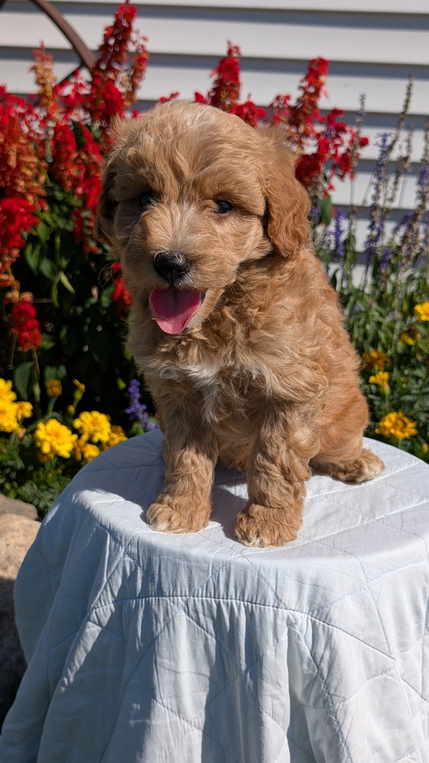 MINI GOLDENDOODLE (08/15) MALE