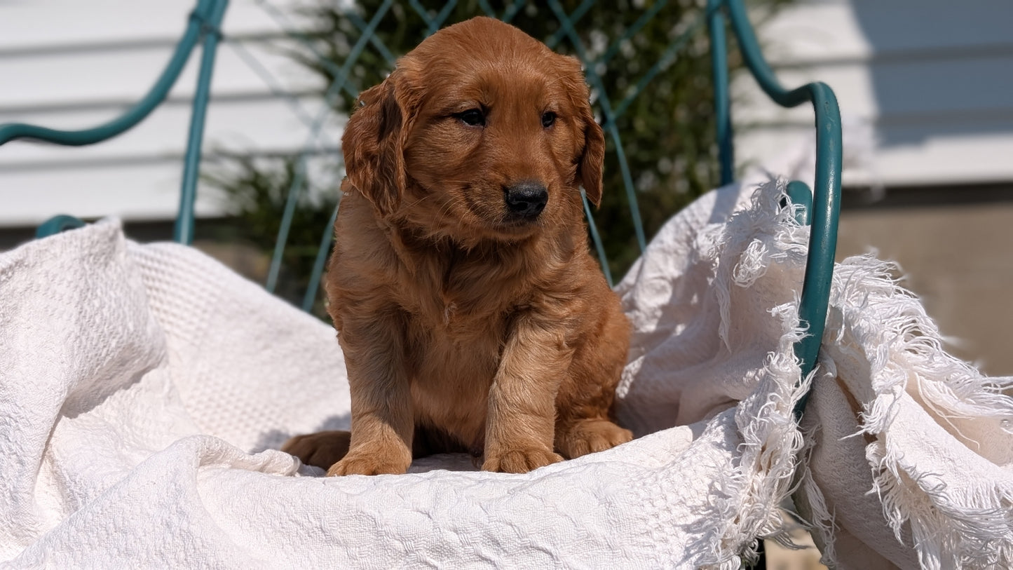 GOLDEN RETRIEVER (07/24) MALE