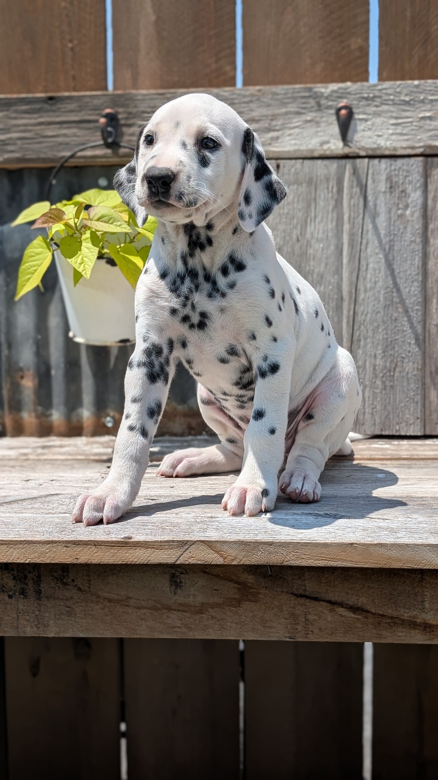 DALMATIAN (06/09) FEMALE