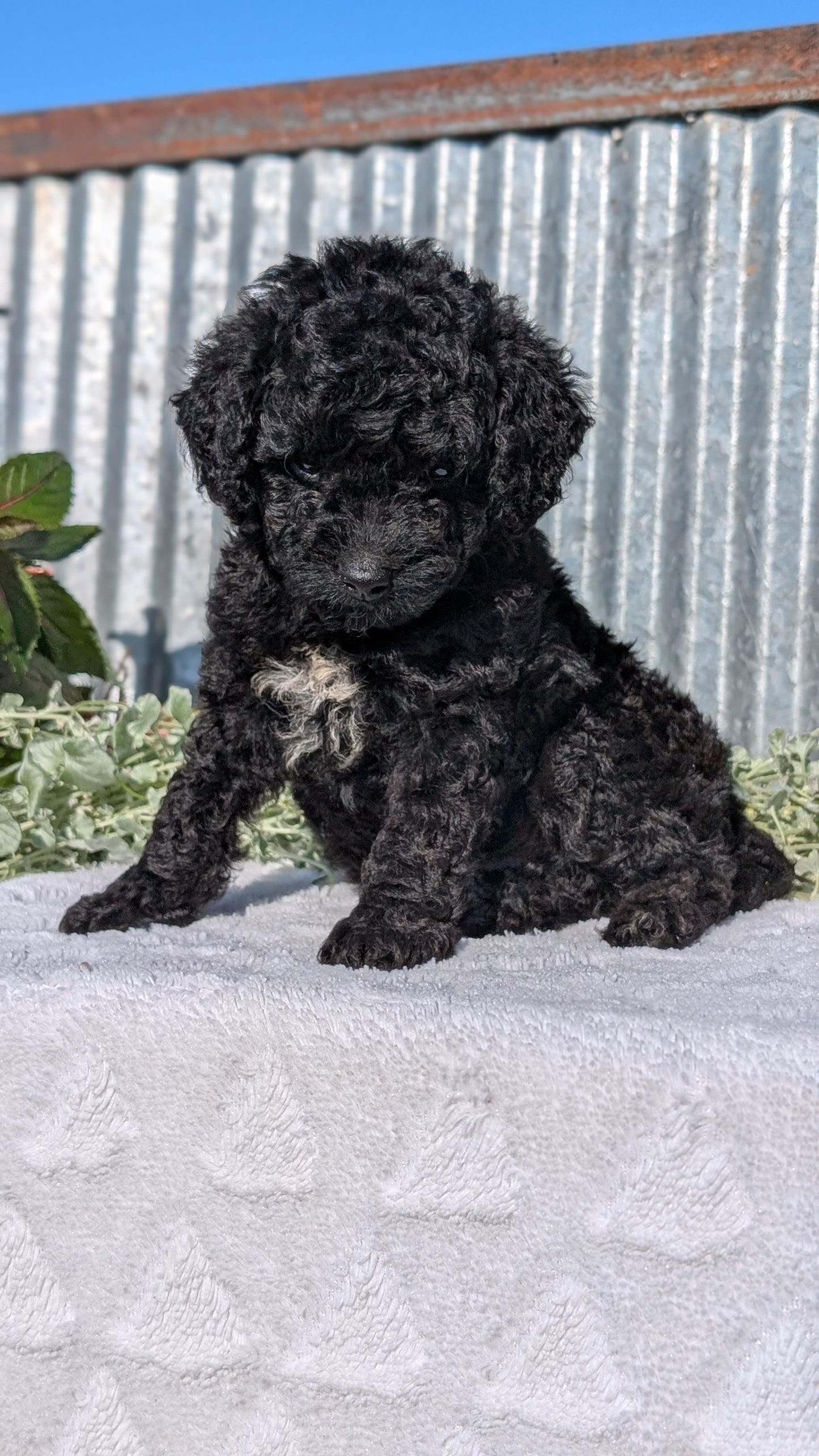 TOY POODLE (07/06) MALE