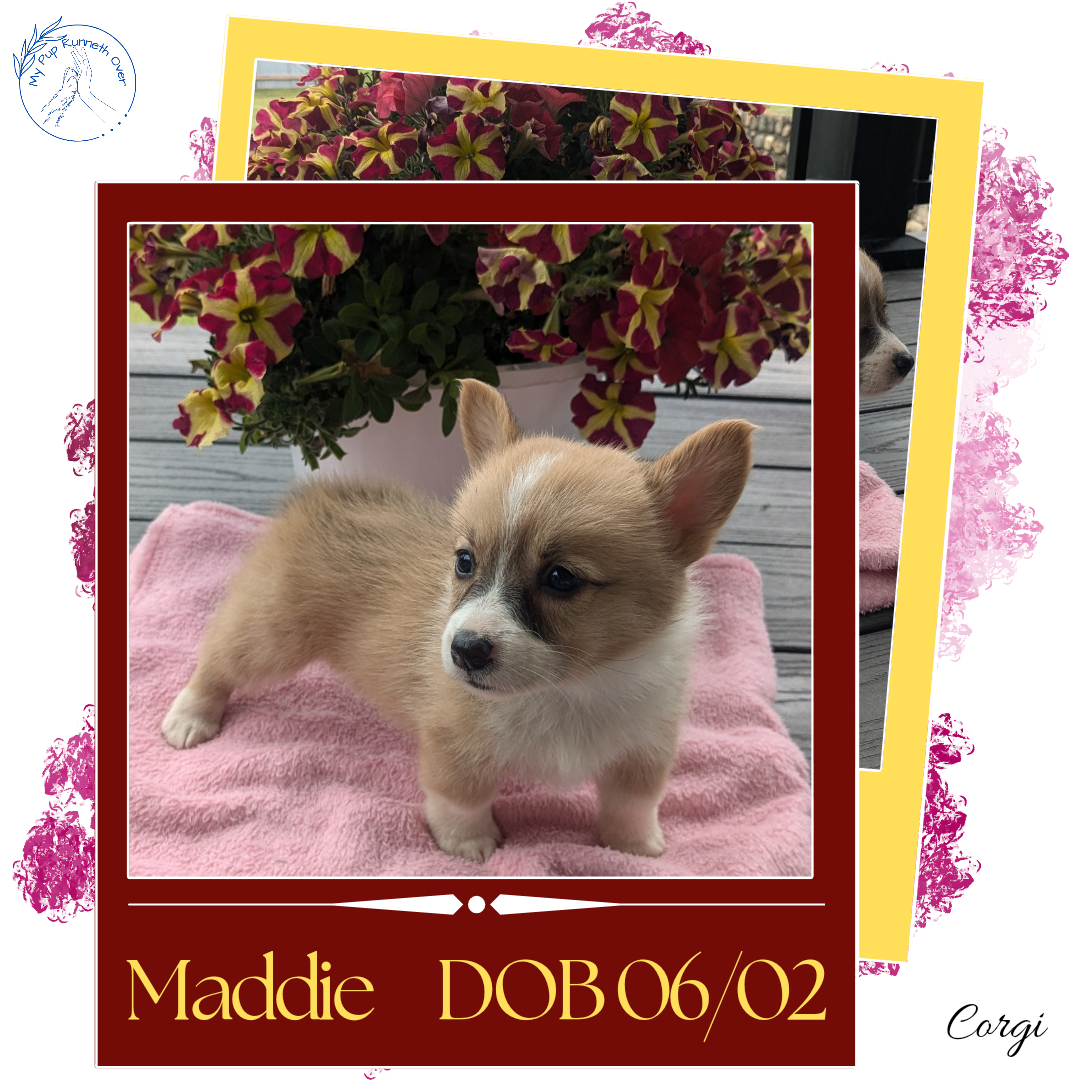CORGI (06/02) FEMALE