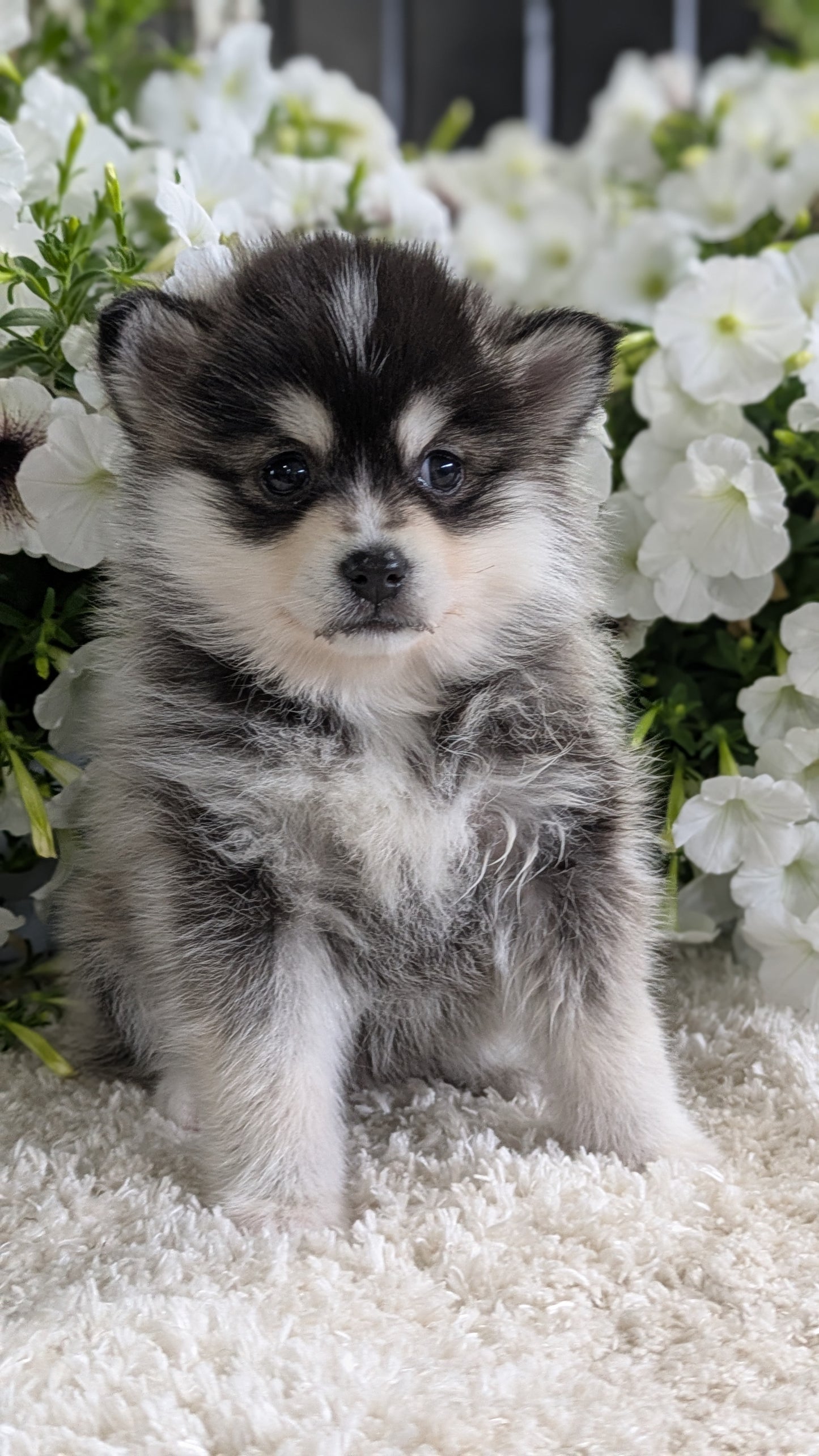 POMSKY (04/01) FEMALE