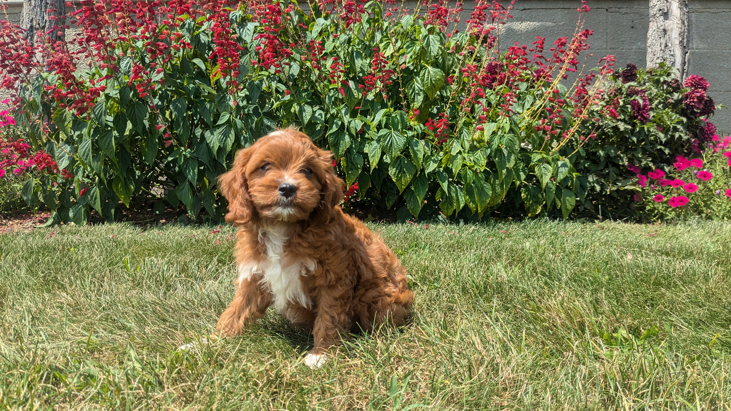CAVAPOO (06/05) MALE