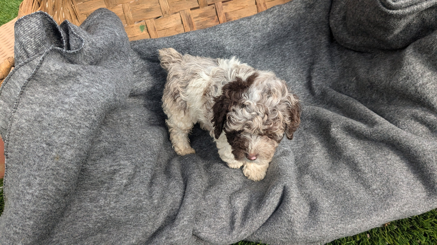 COCKAPOO (09/13) MALE