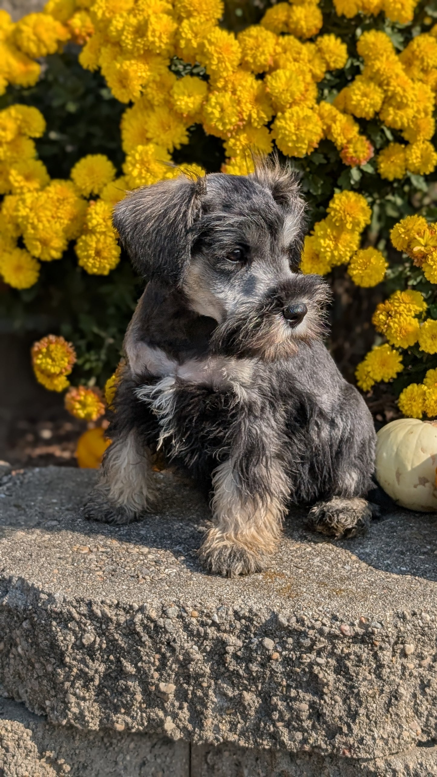 MINI SCHNAUZER (08/21) MALE