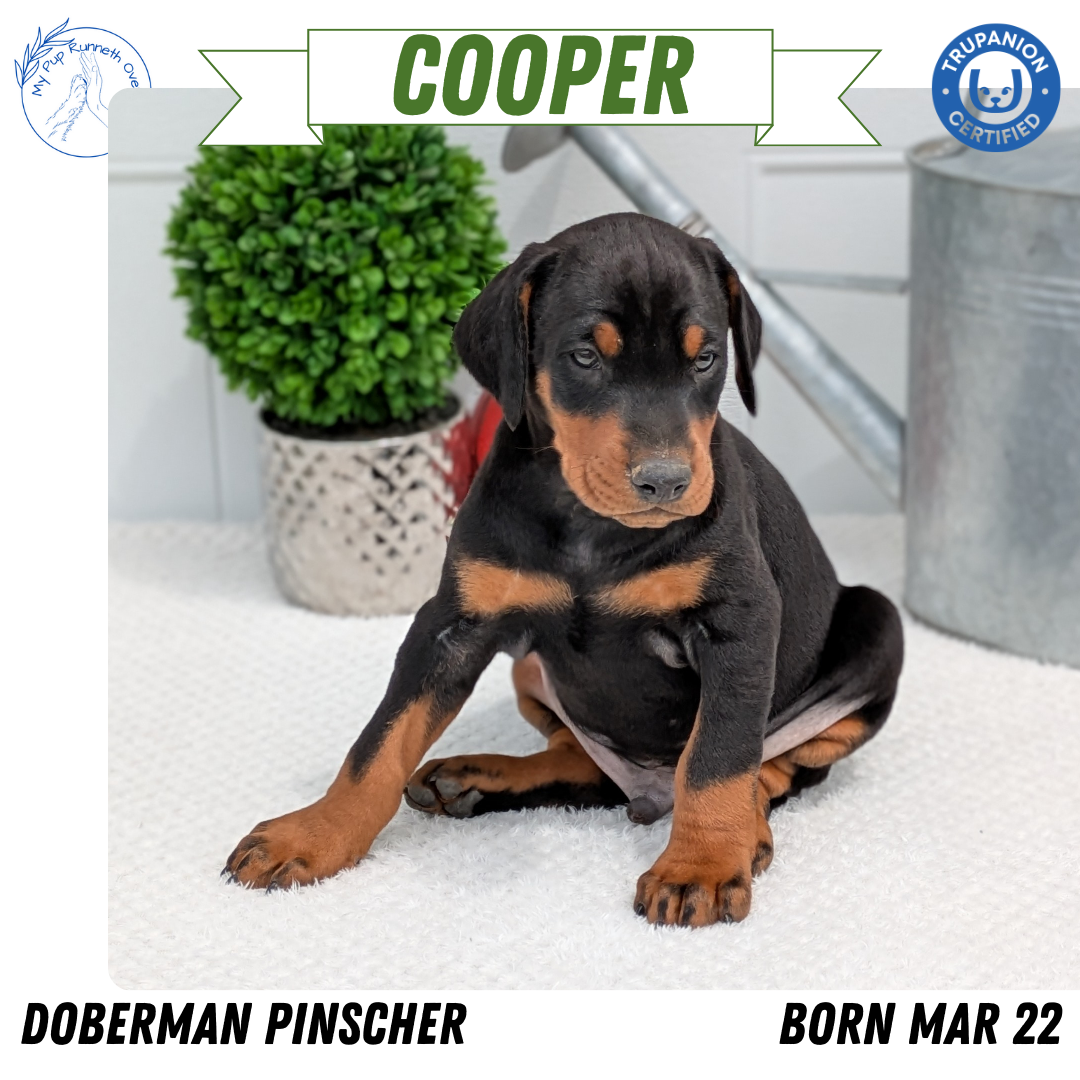 DOBERMAN PINSCHER (03/22) MALE