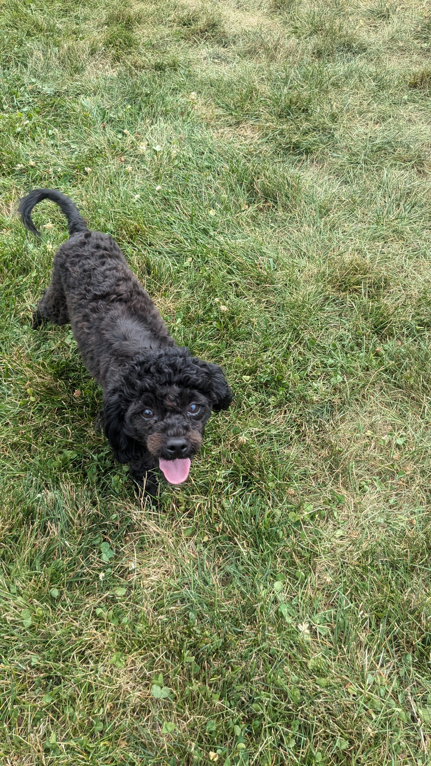SHIH-POO (11/02) FEMALE