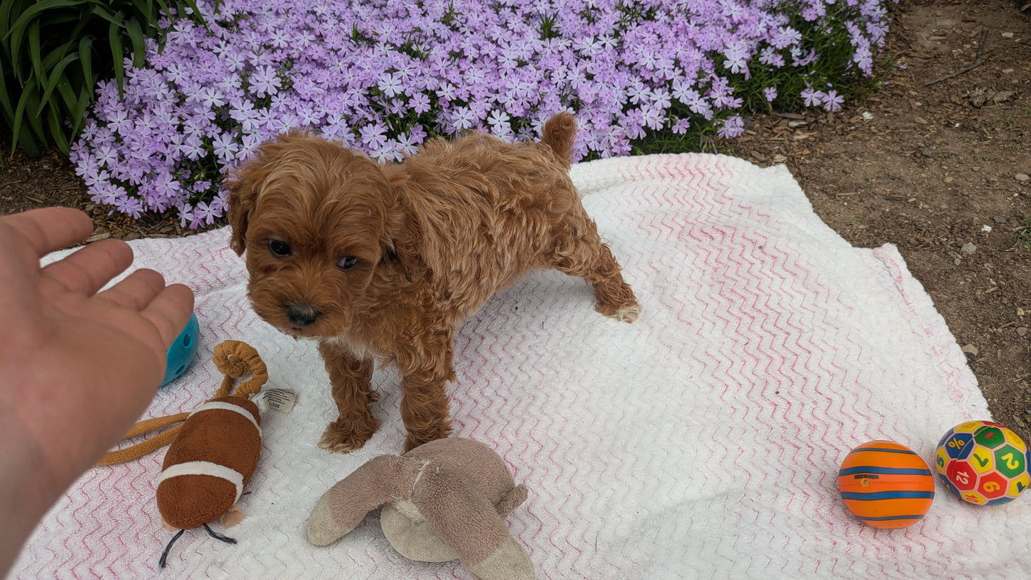 MALTIPOO (03/15) MALE