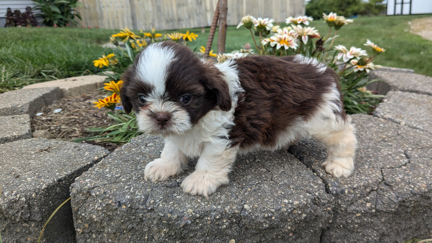 SHIH TZU (06/22) FEMALE