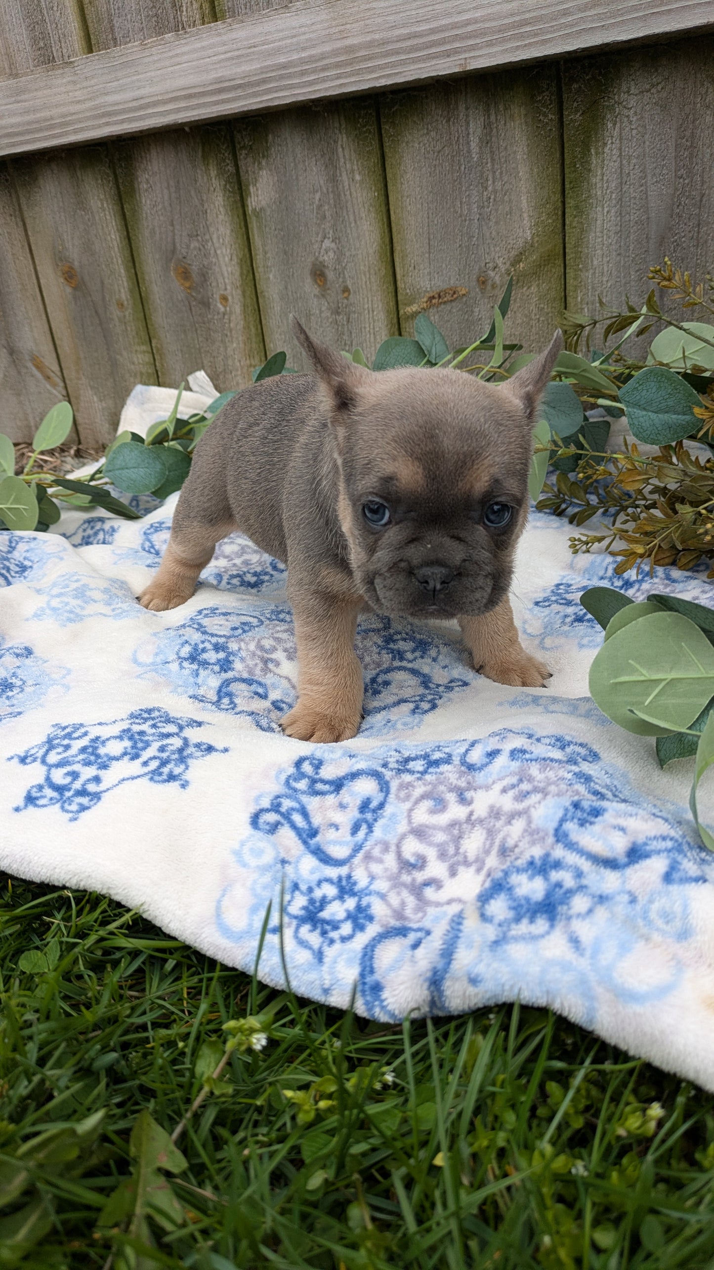 FRENCH BULLDOG (03/04) FEMALE