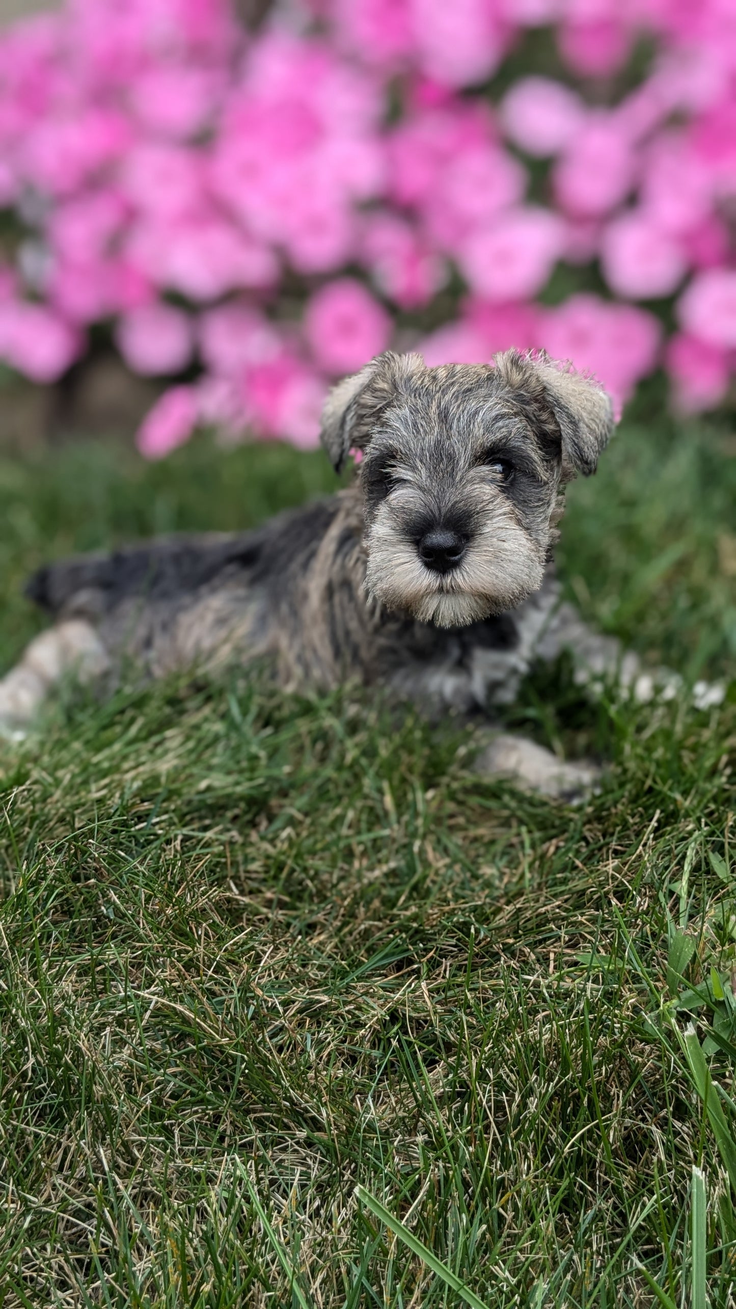 MINI SCHNAUZER (07/26) FEMALE
