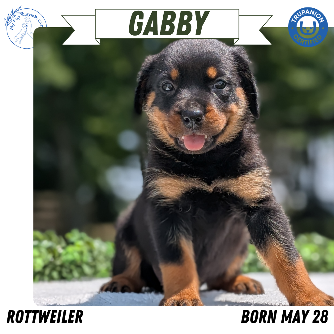 ROTTWEILER (05/28) FEMALE