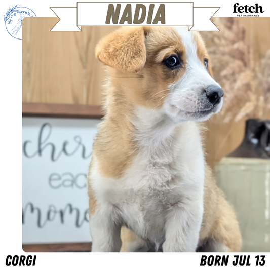 CORGI (JUL 13) 2 FEMALES/3 MALES