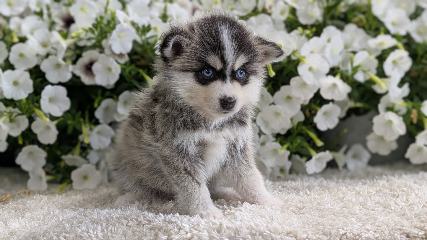 POMSKY (04/01) MALE