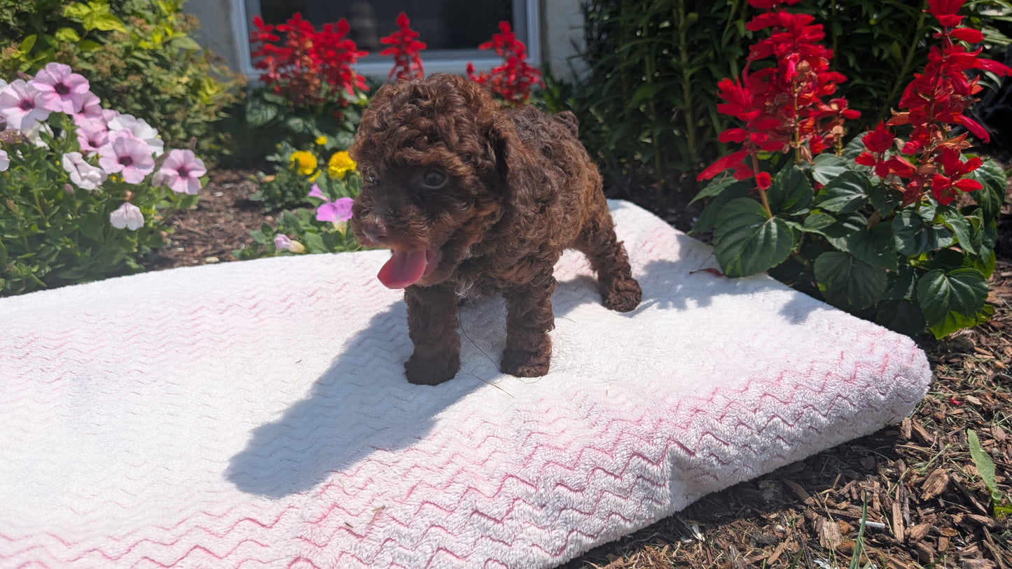TOY POODLE (06/23) FEMALE