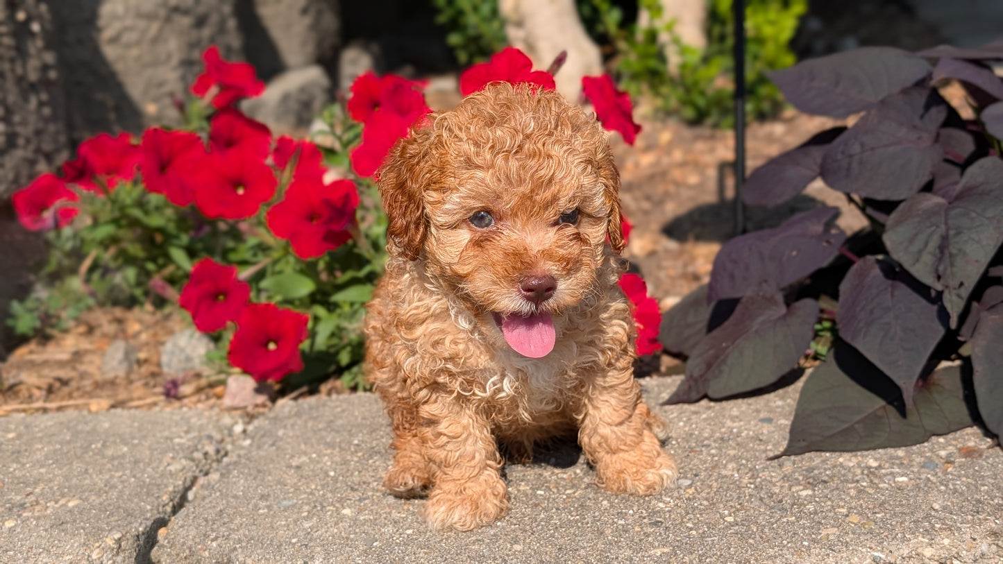 CAVAPOO (05/29) MALE