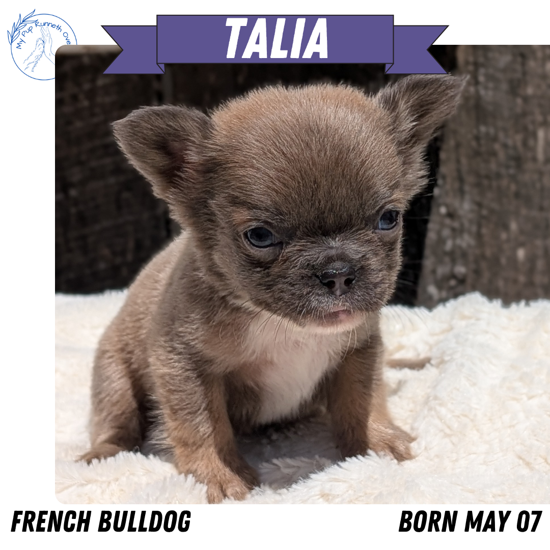 FRENCH BULLDOG (05/07) FEMALE