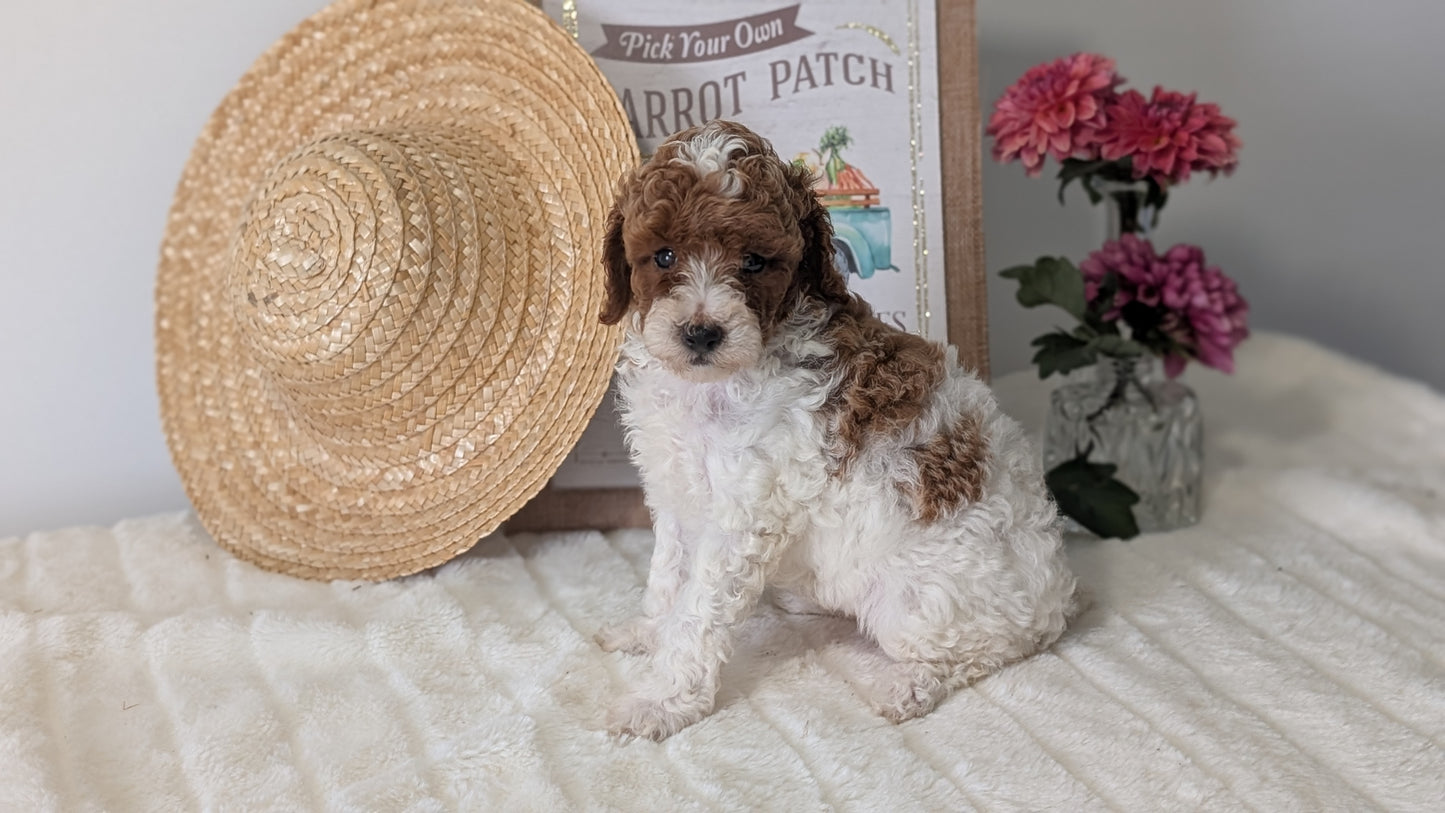 MINI POODLE (06/29) FEMALE