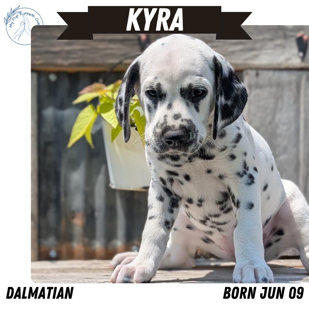 DALMATIAN (06/09) FEMALE