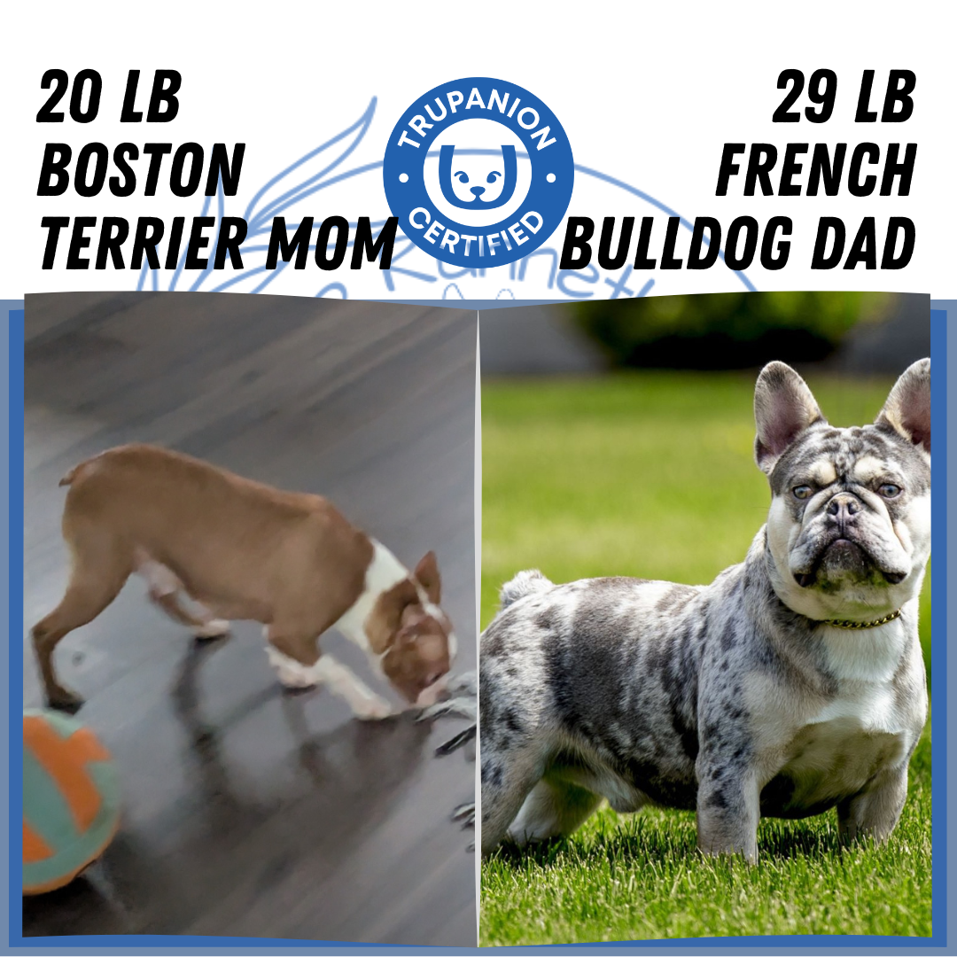 FRENCHTON (06/25) MALE