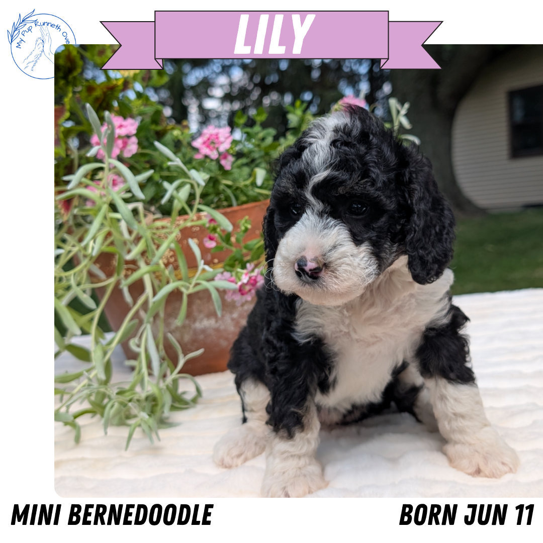 MINI BERNEDOODLE (06/11) FEMALE