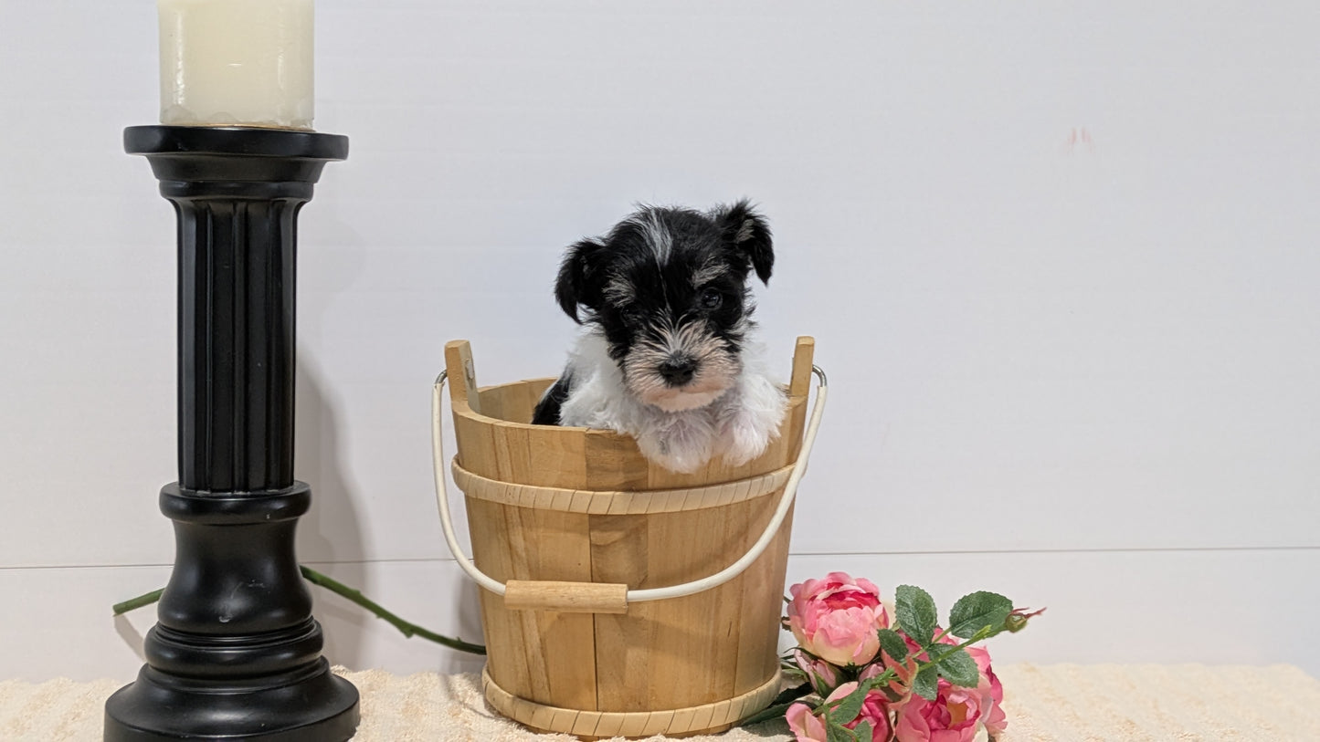 MINI SCHNAUZER (02/18) MALE