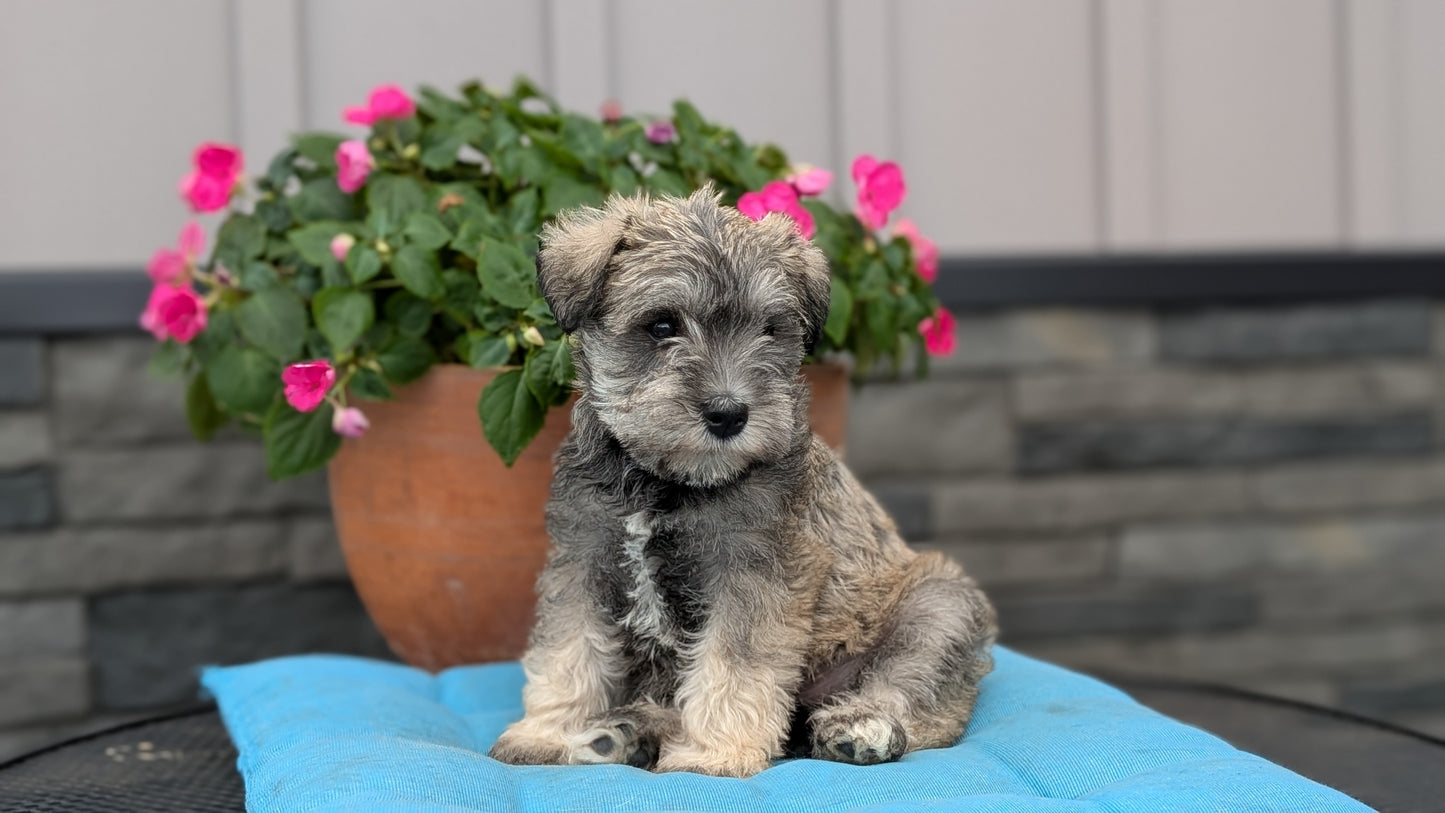 MINI SCHNAUZER (07/10) FEMALE