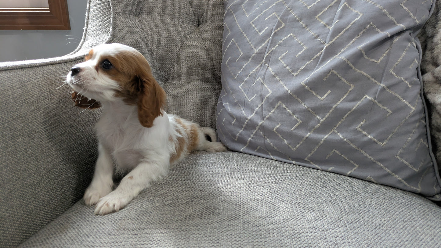 CAVALIER (12/26) MALE