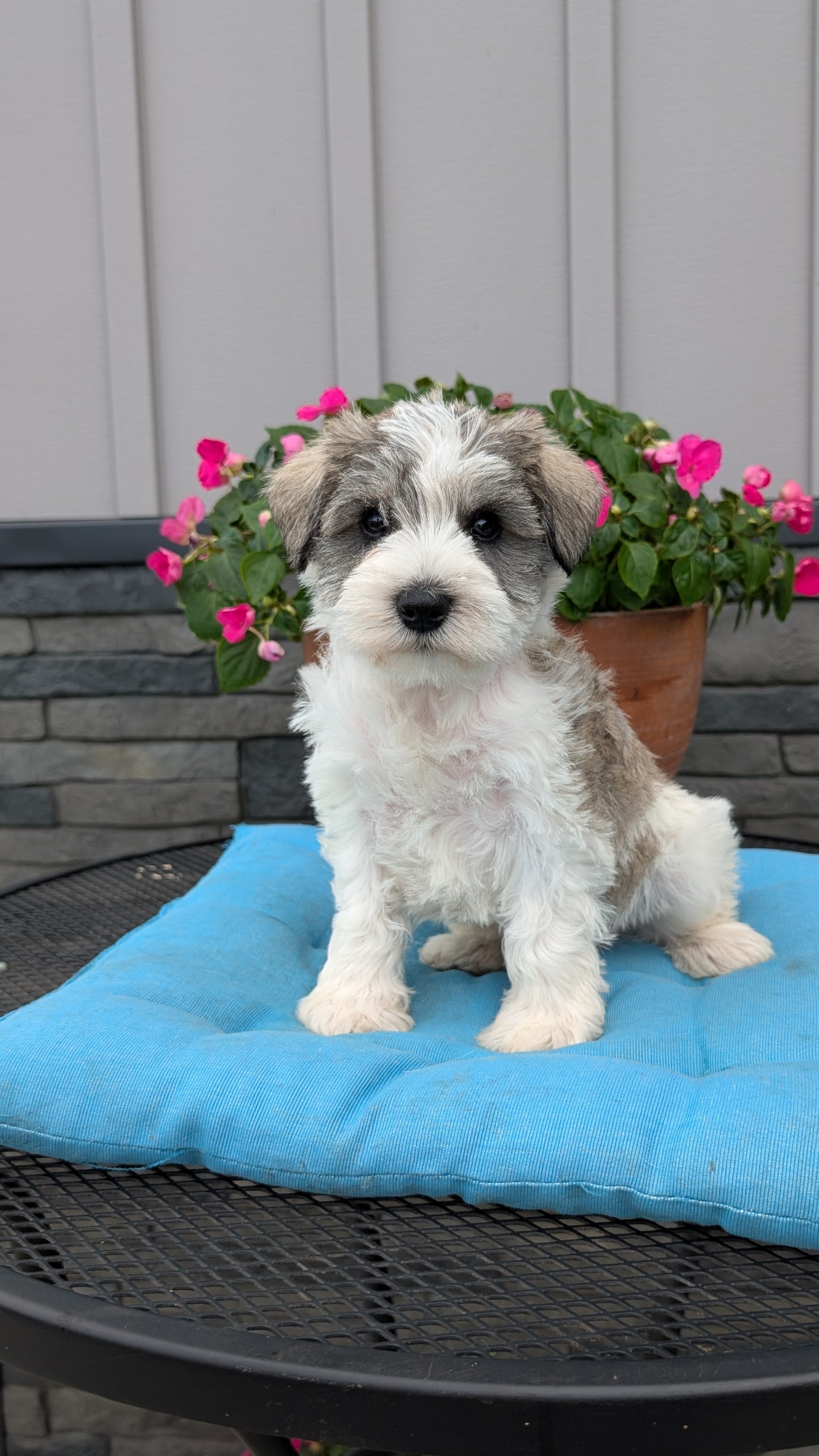 MINI SCHNAUZER (07/10) MALE