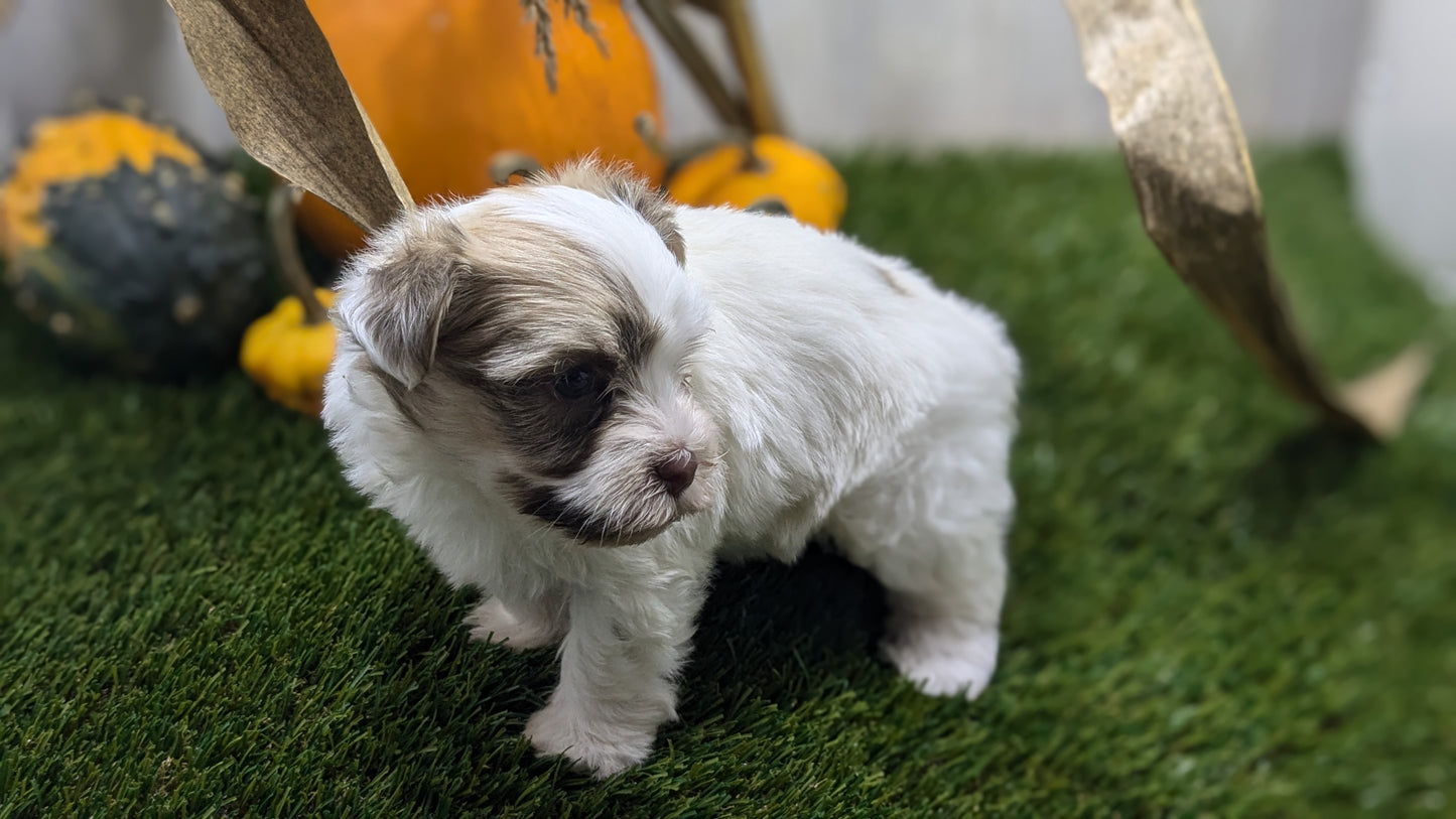 HAVANESE (08/23) MALE