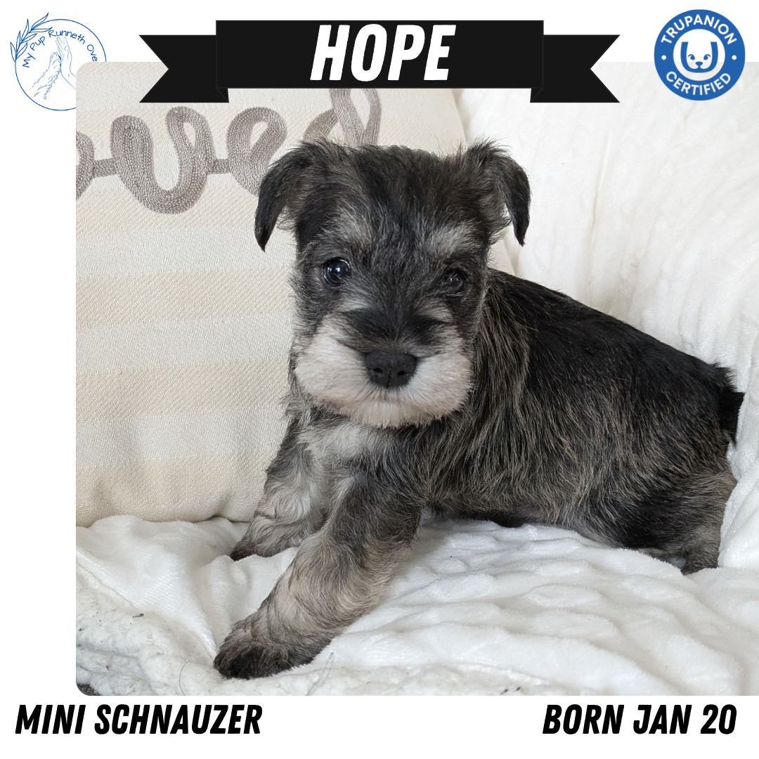 MINI SCHNAUZER (01/20) FEMALE
