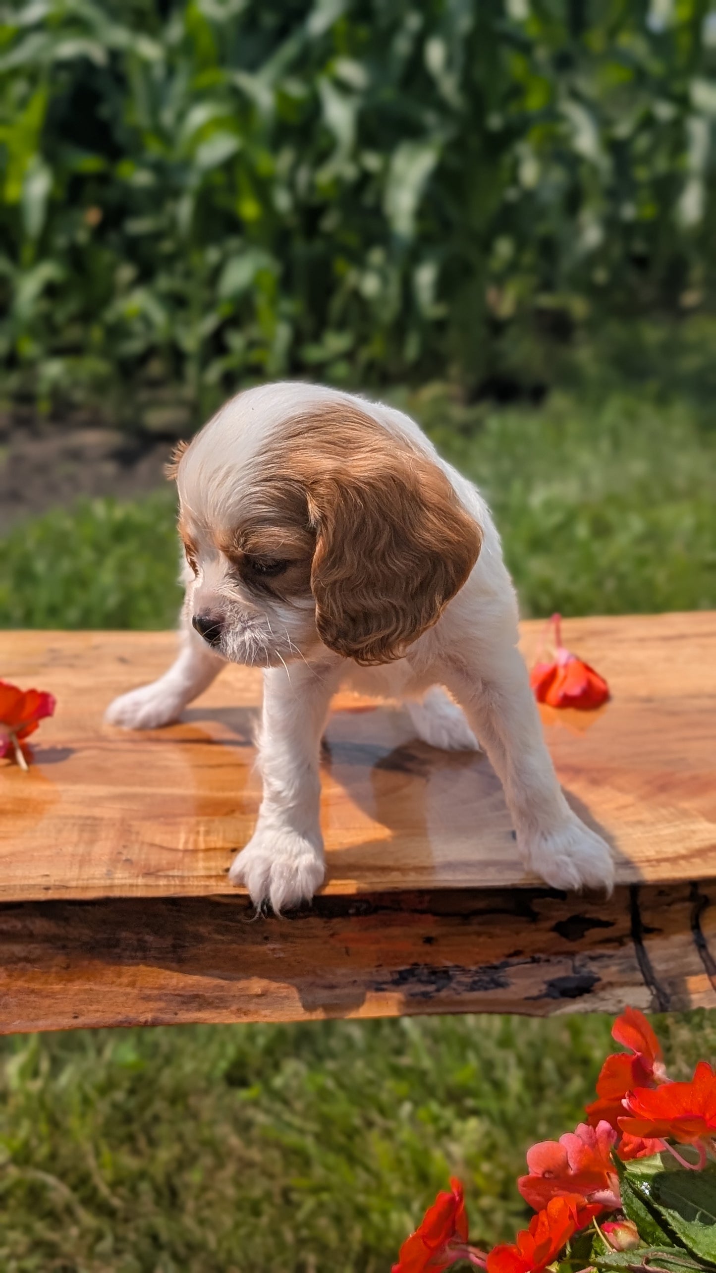 CAVALIER (MAY 30) MALES