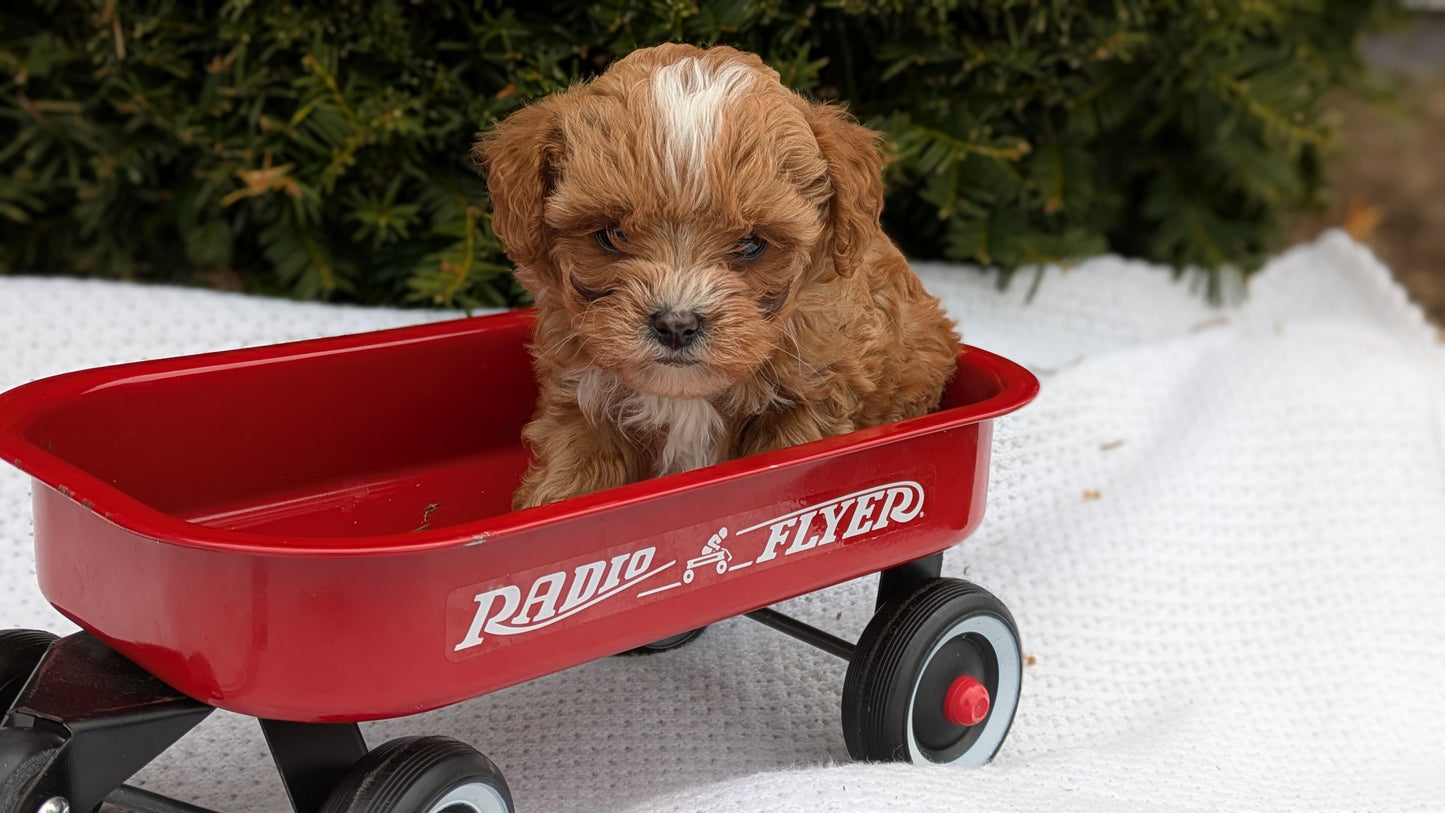 TOY CAVAPOO (02/26) MALE