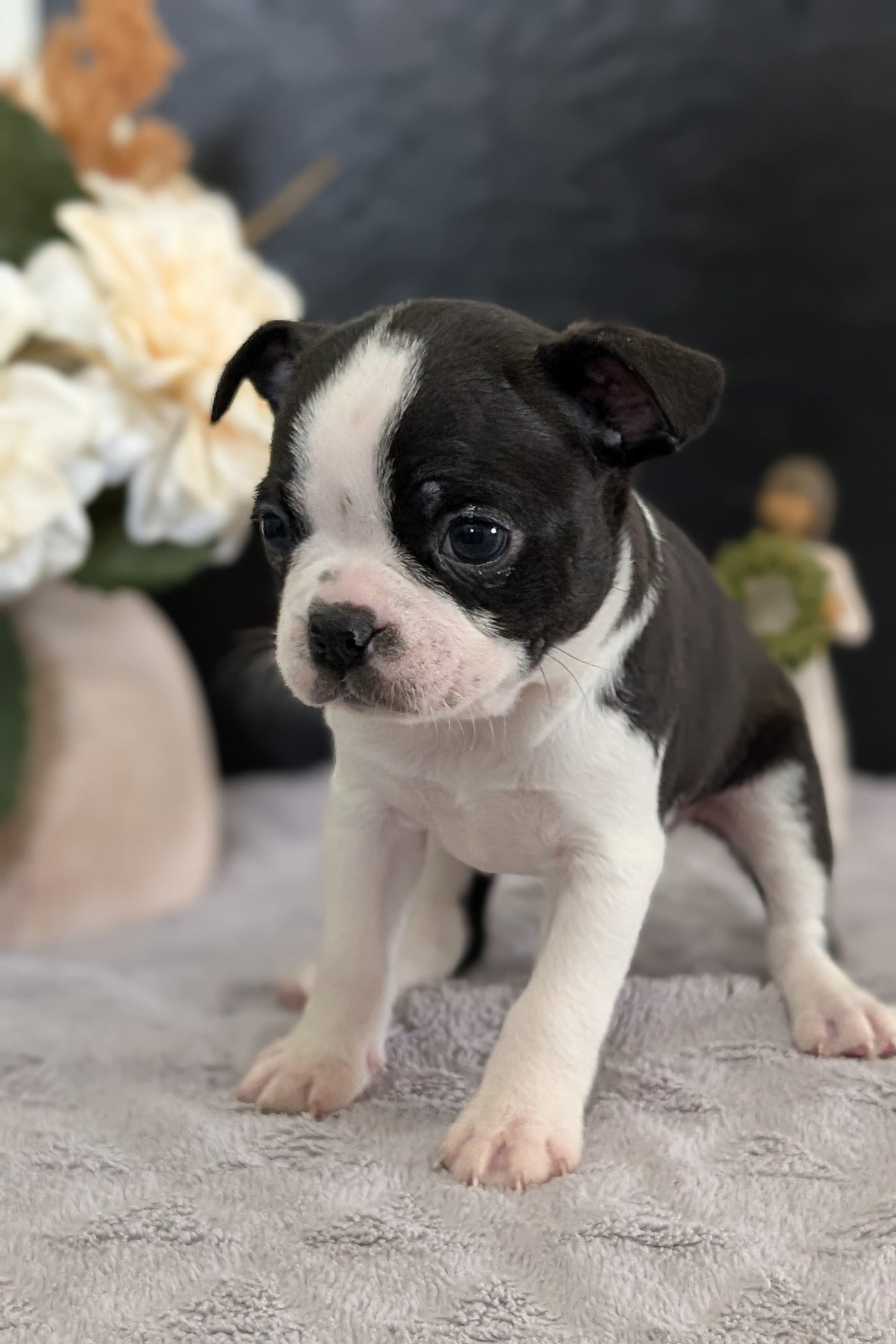 BOSTON TERRIER (FEB 09) MALES