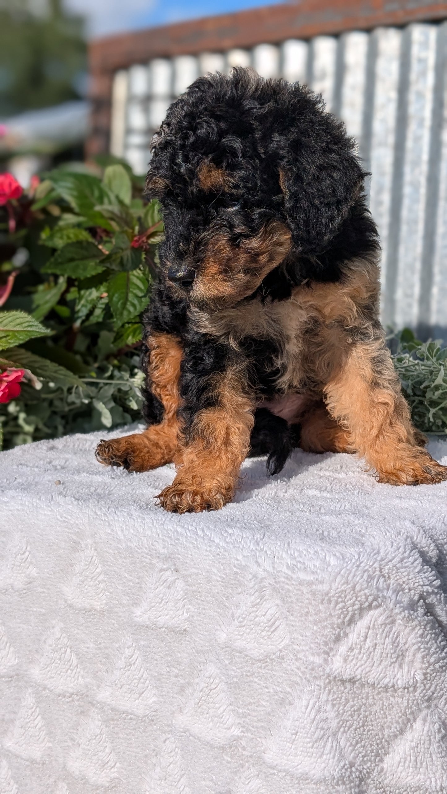 TOY POODLE (07/06) MALE