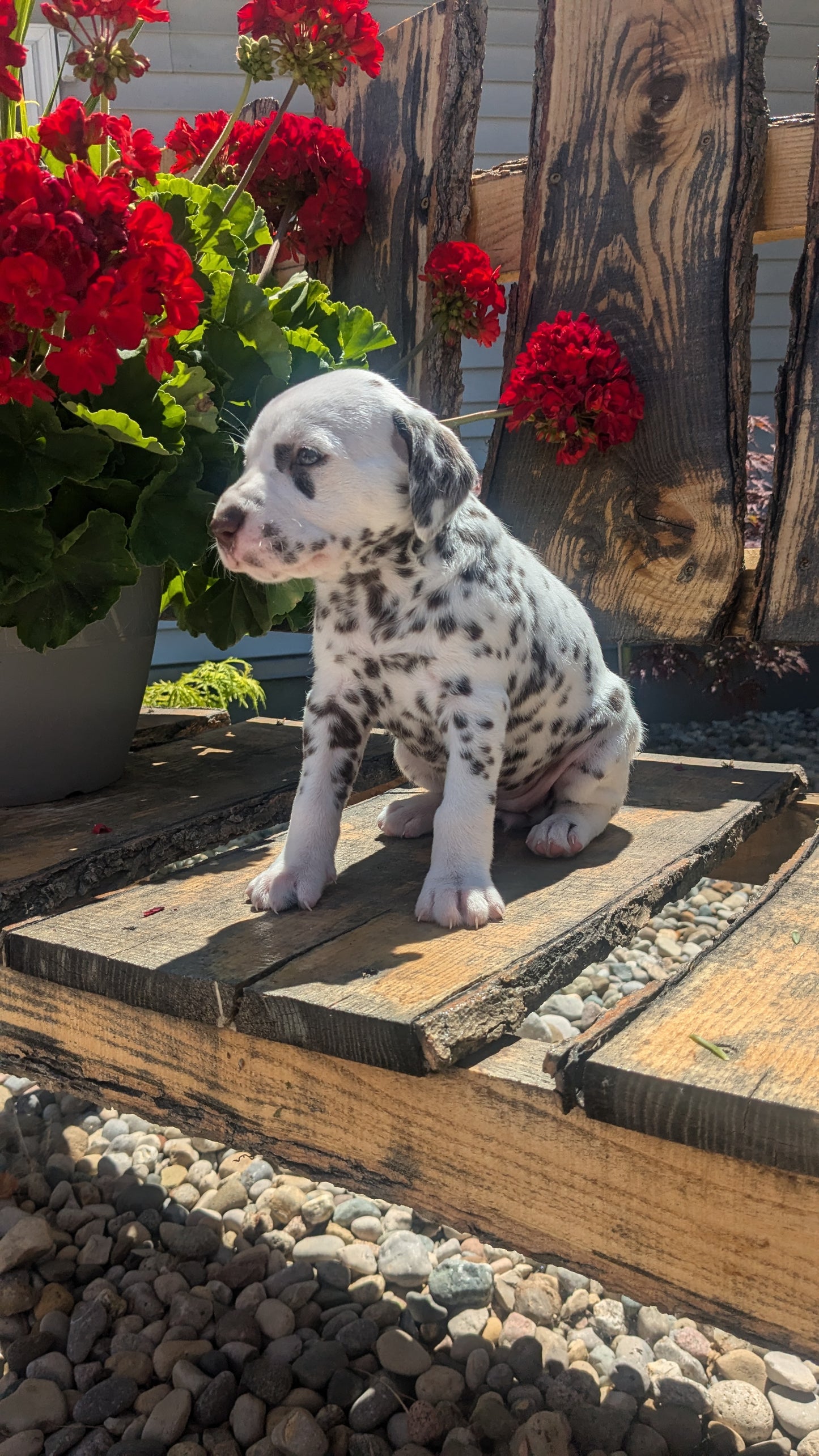 DALMATIAN (05/26) FEMALE