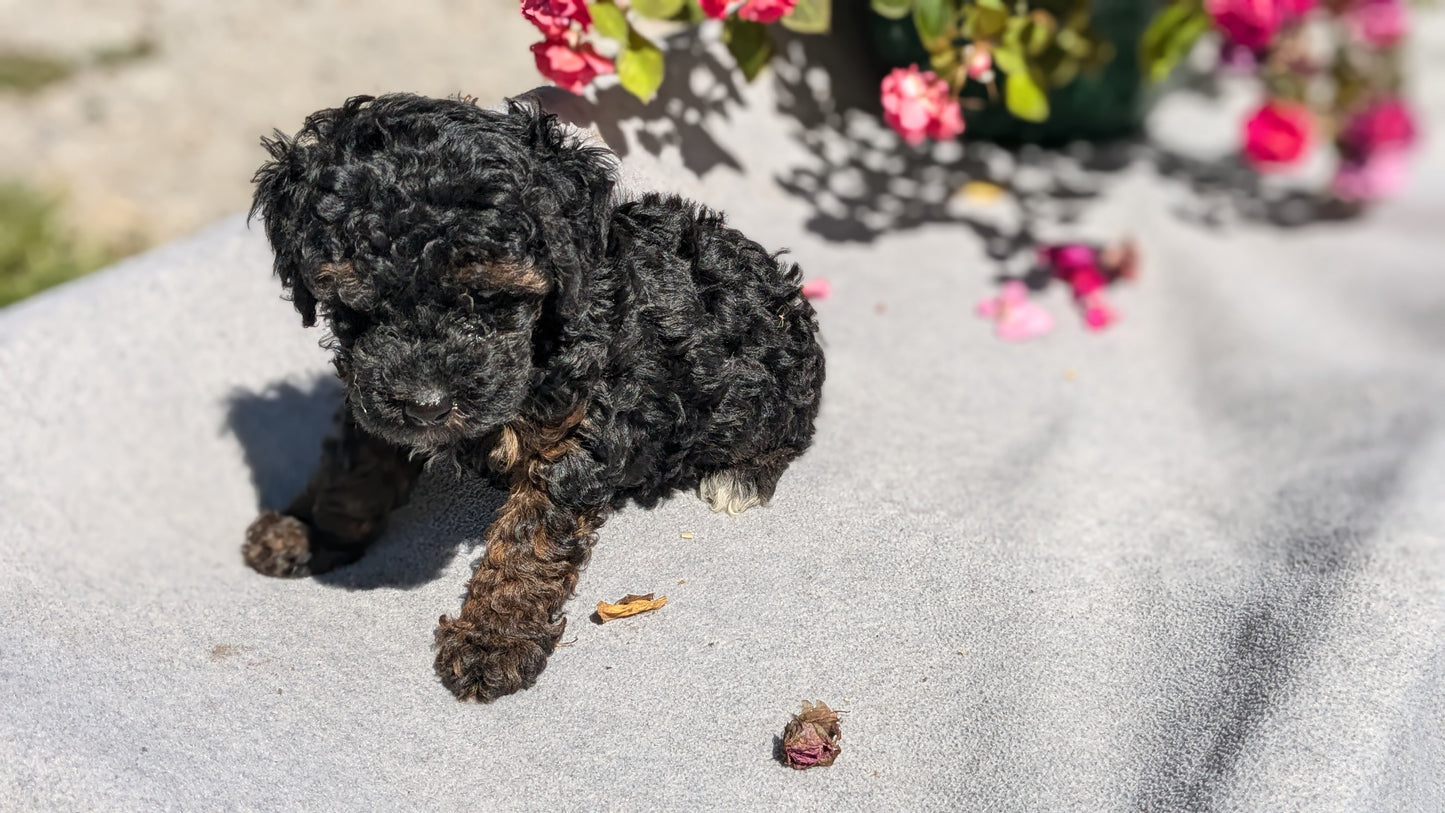 TOY POODLE (07/20) MALE