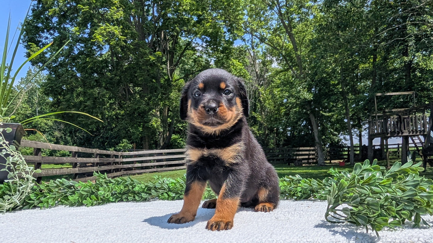 ROTTWEILER (05/28) FEMALE