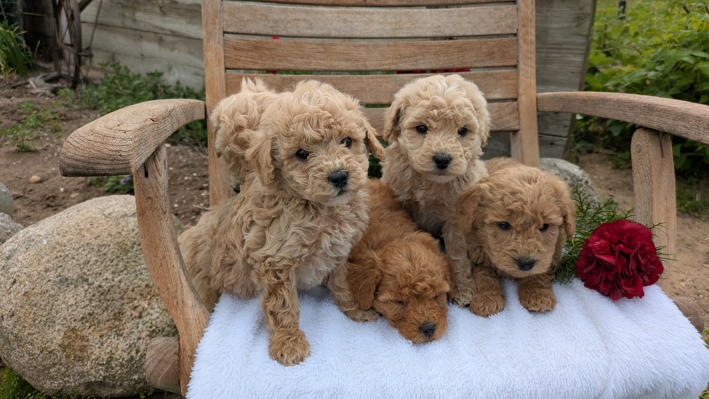 MINI POODLE (03/30) MALE